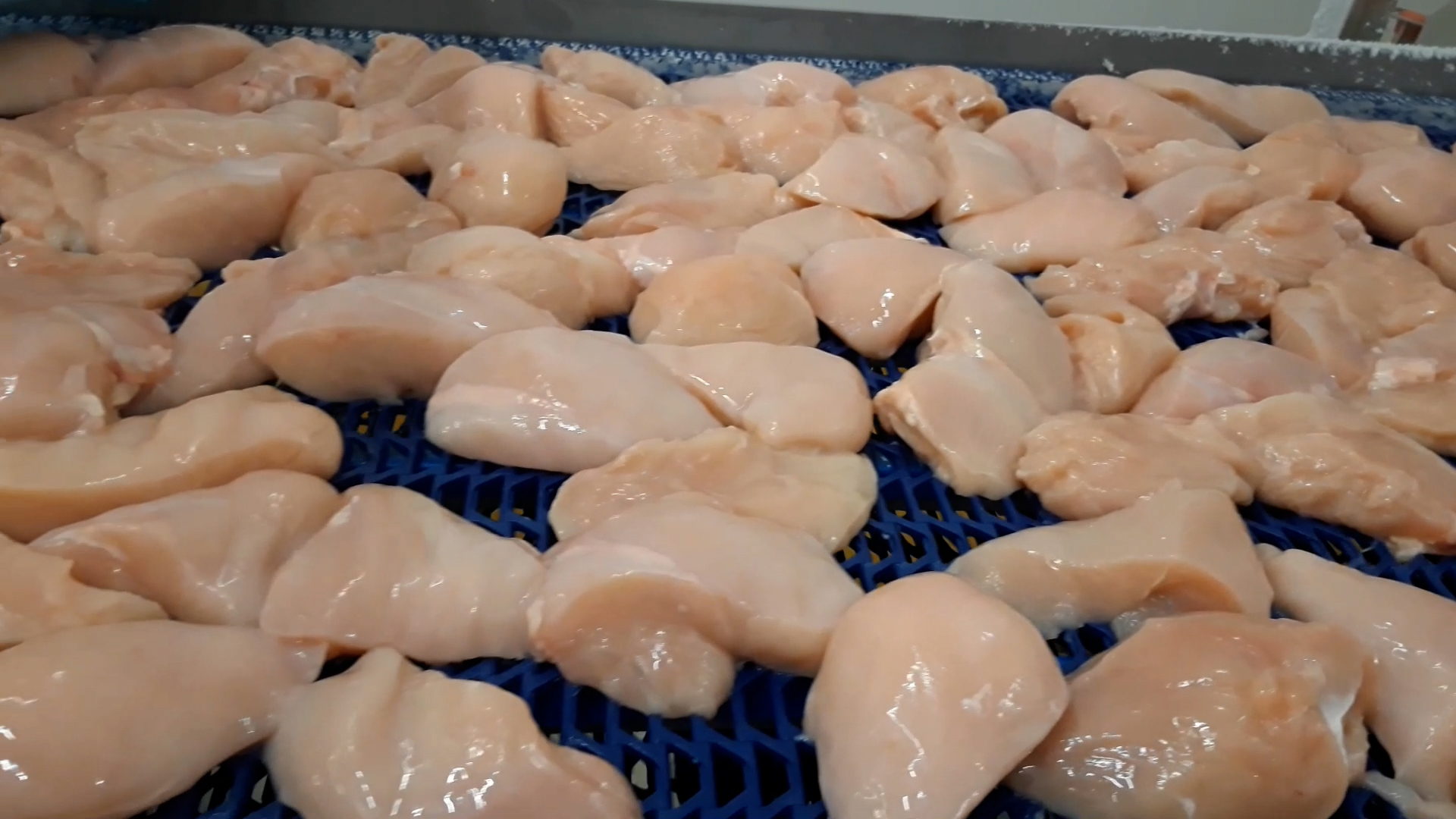 IQF freezing of chicken breasts